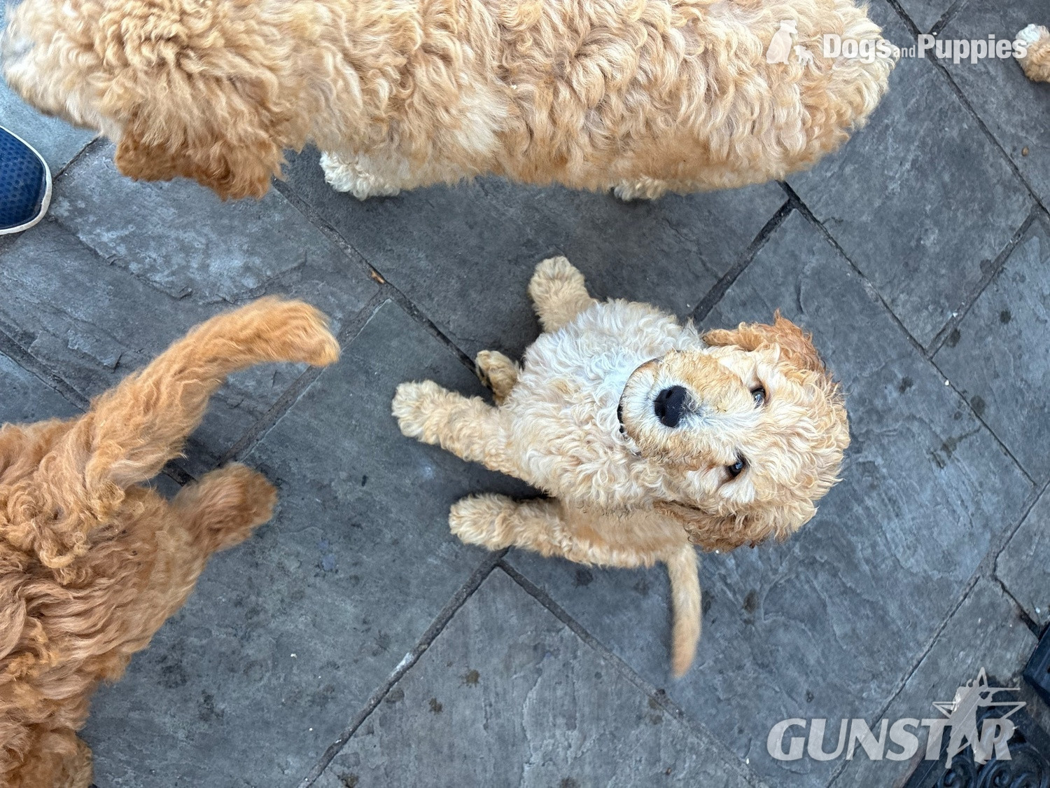 Golden Doodle puppies f2b Ready Now