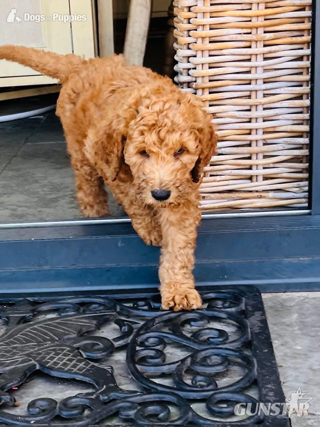  Golden Doodle puppies f2b Ready Now