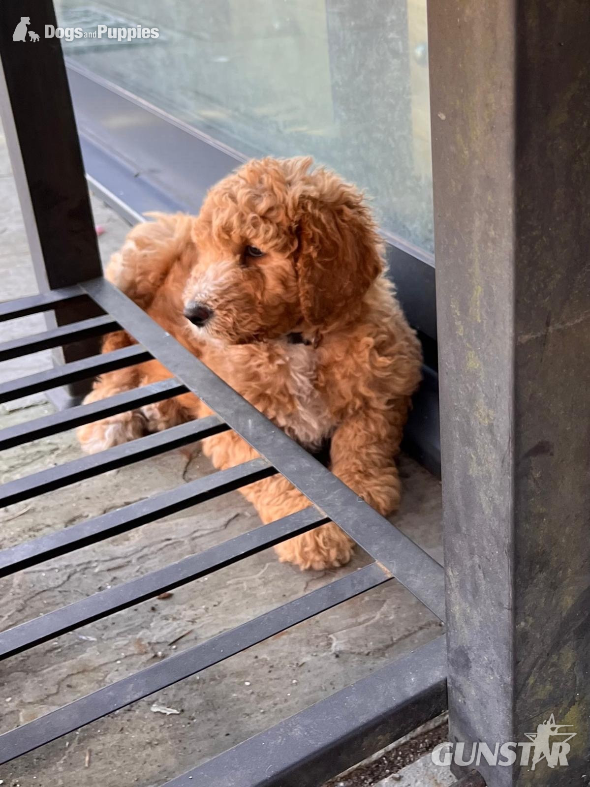 Golden Doodle puppies f2b Ready Now - {CATEGORY} in 