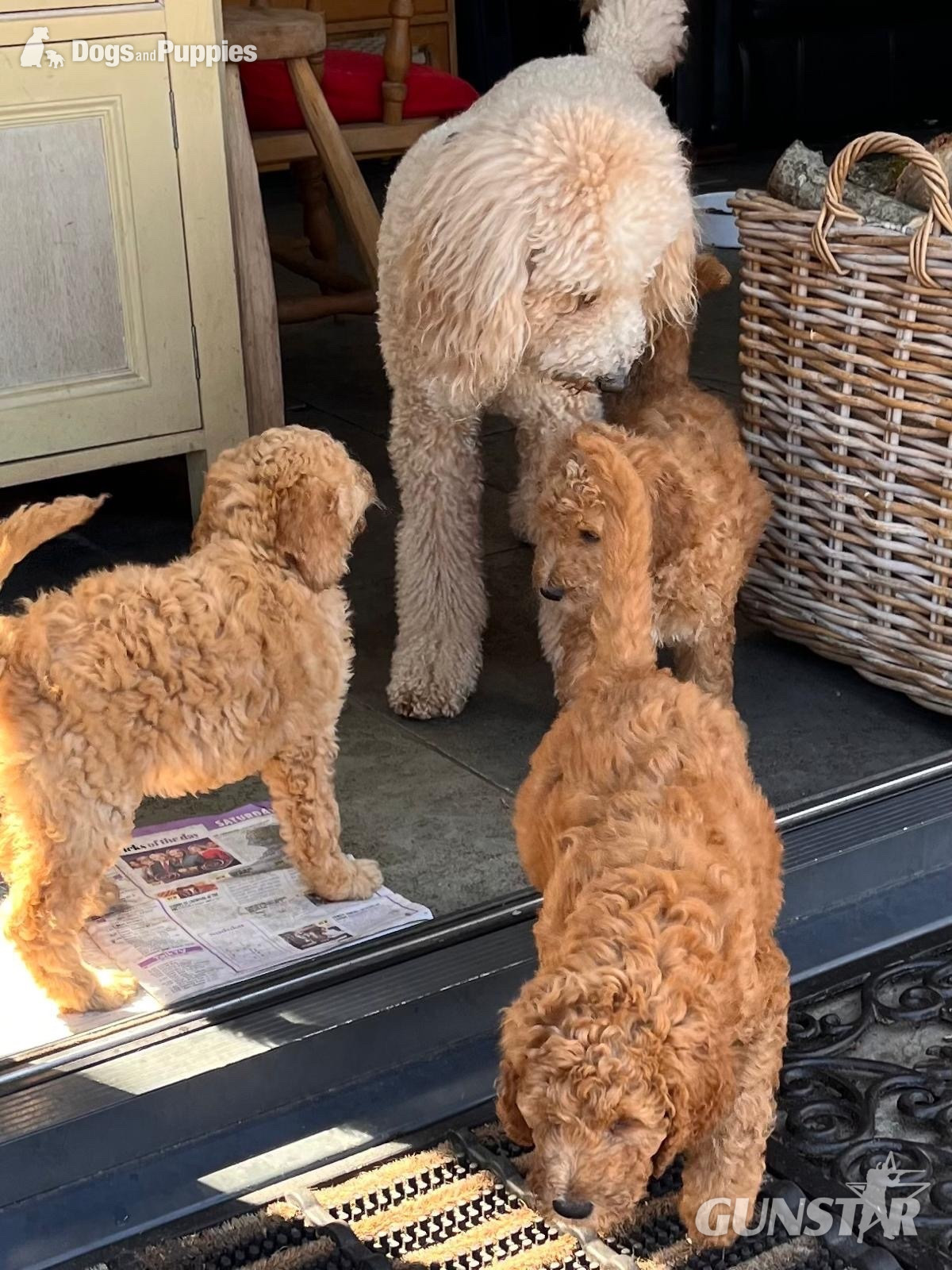 Golden Doodle puppies f2b Ready Now - {CATEGORY}