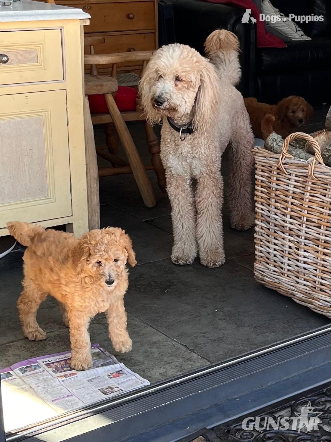 Golden Doodle puppies f2b Ready Now 