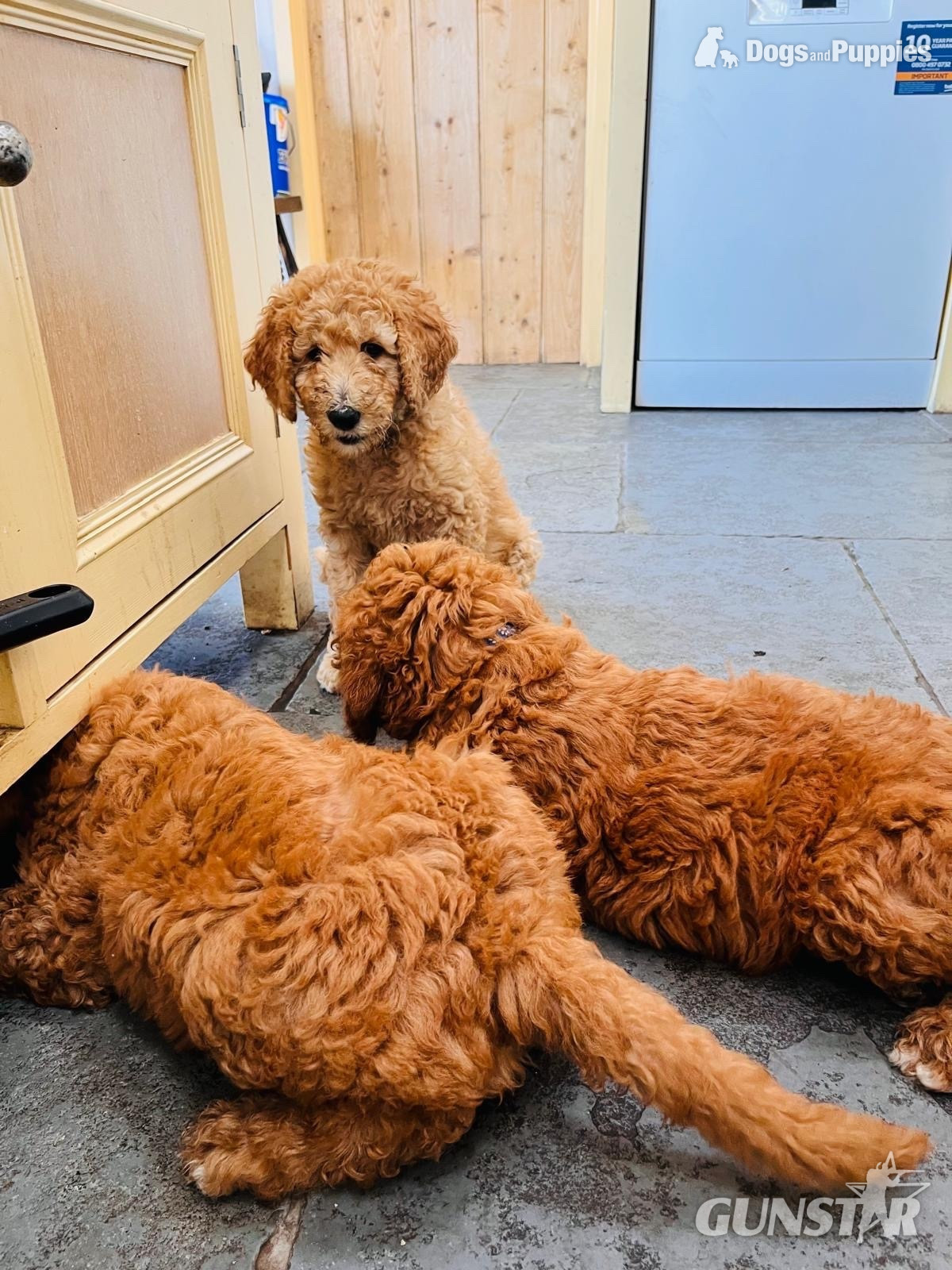 {CATEGORY} - Golden Doodle puppies f2b Ready Now in 