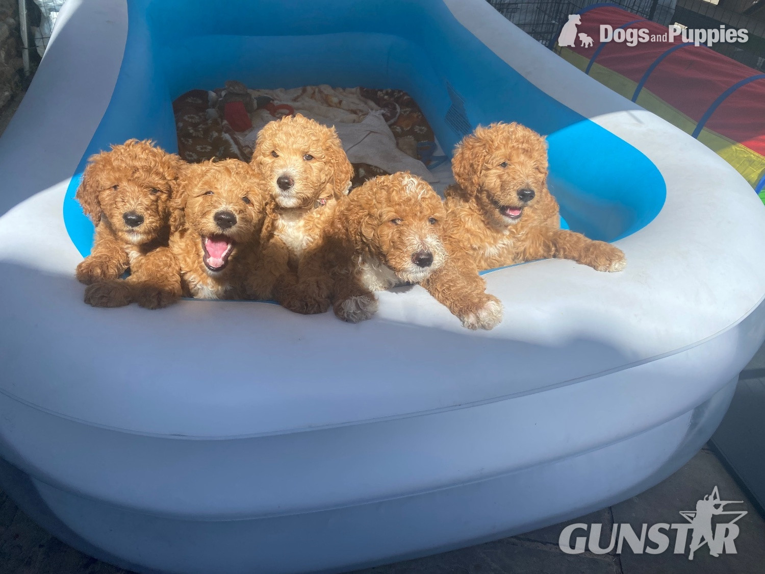 {CATEGORY} - Golden Doodle puppies f2b Ready Now