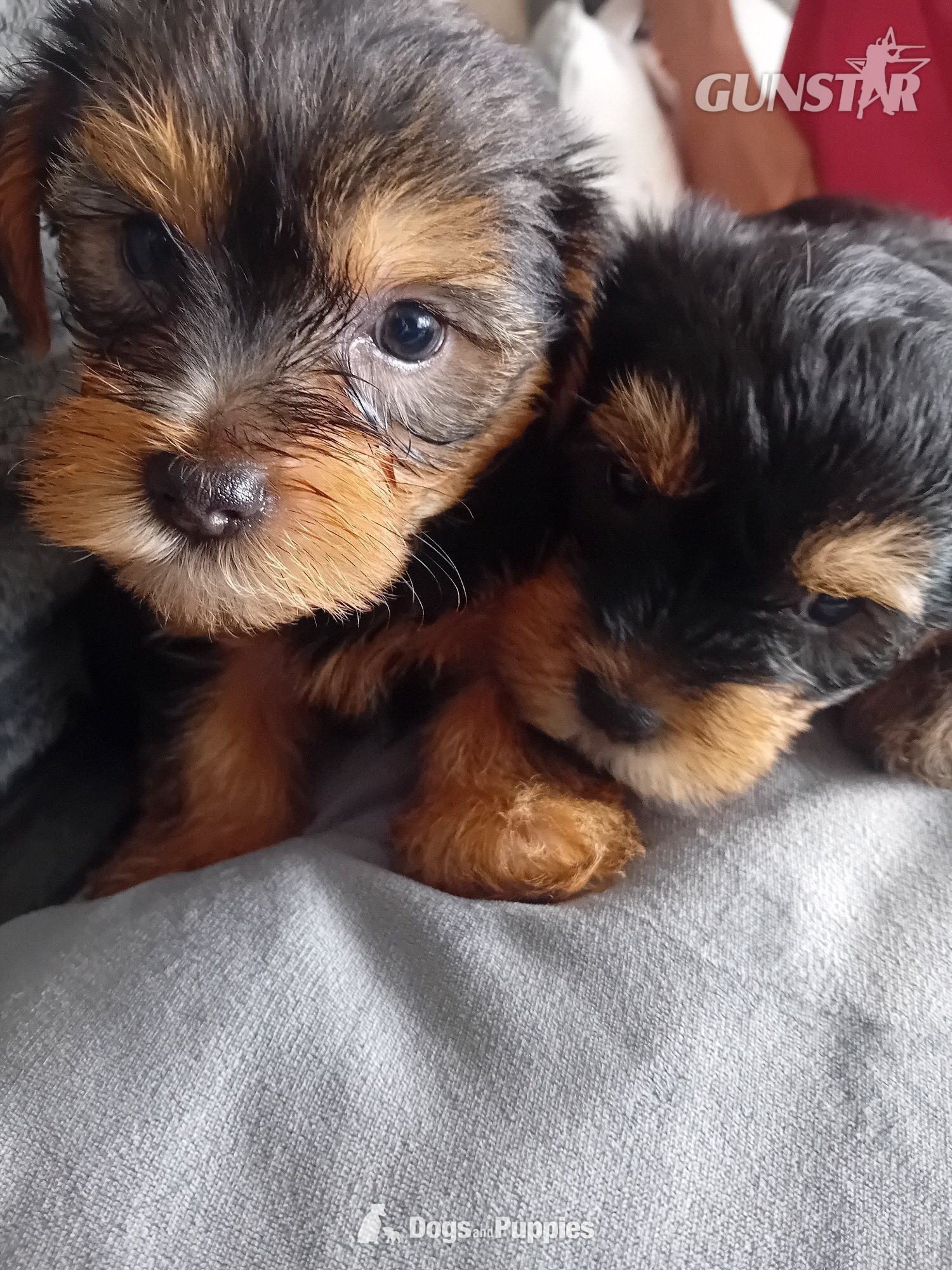 YORKSHIRE TERRIER PUPPIES READY NOW in 