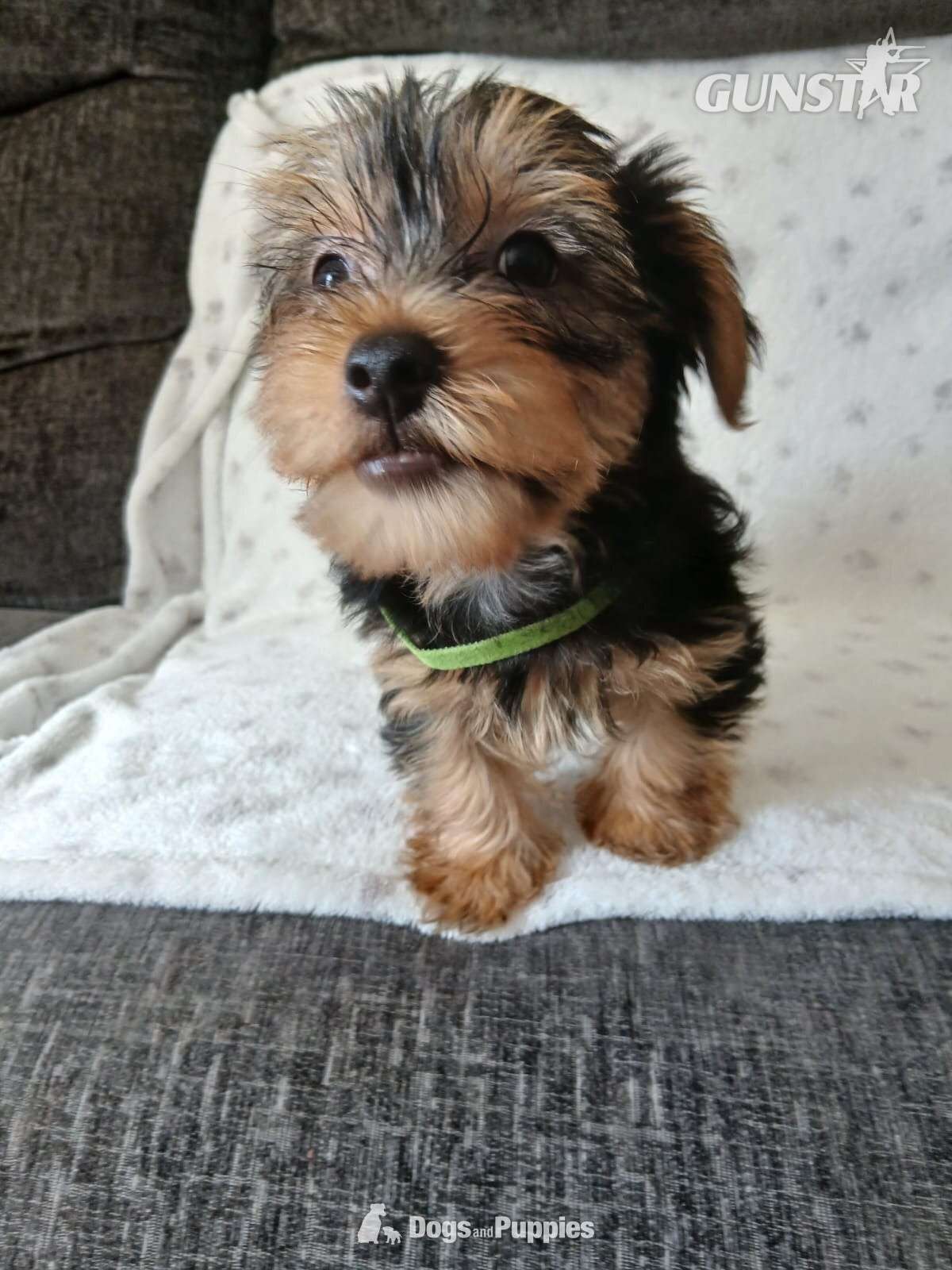 YORKSHIRE TERRIER PUPPIES READY NOW