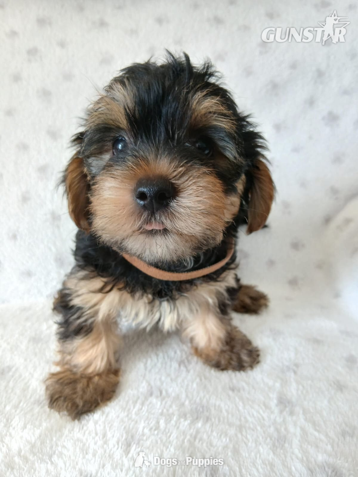  YORKSHIRE TERRIER PUPPIES READY NOW