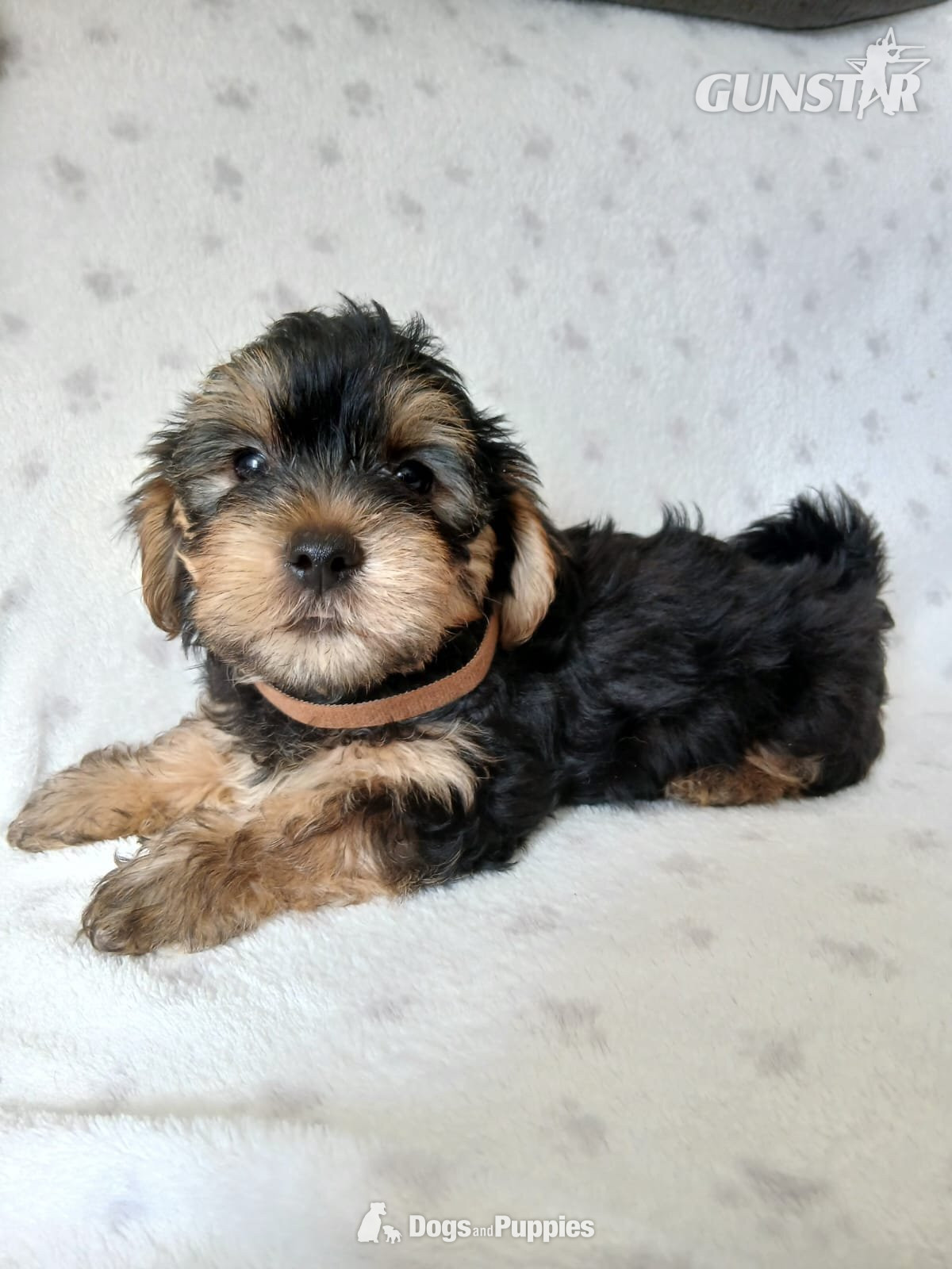 YORKSHIRE TERRIER PUPPIES READY NOW - {CATEGORY} in 