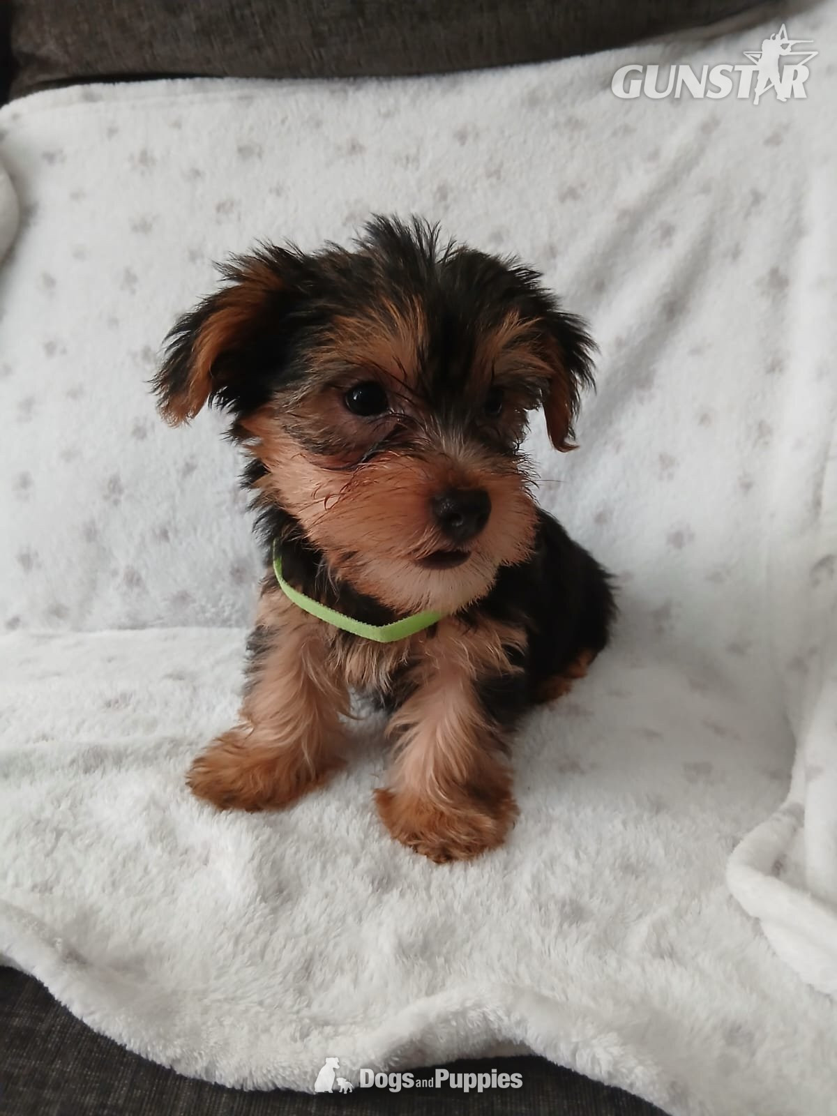 YORKSHIRE TERRIER PUPPIES READY NOW 