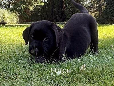 KC puppy Hutch and George with 5 Star County Breeder 