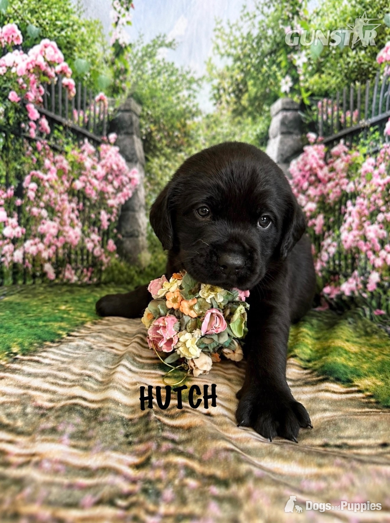 KC puppy Hutch and George with 5 Star County Breeder 