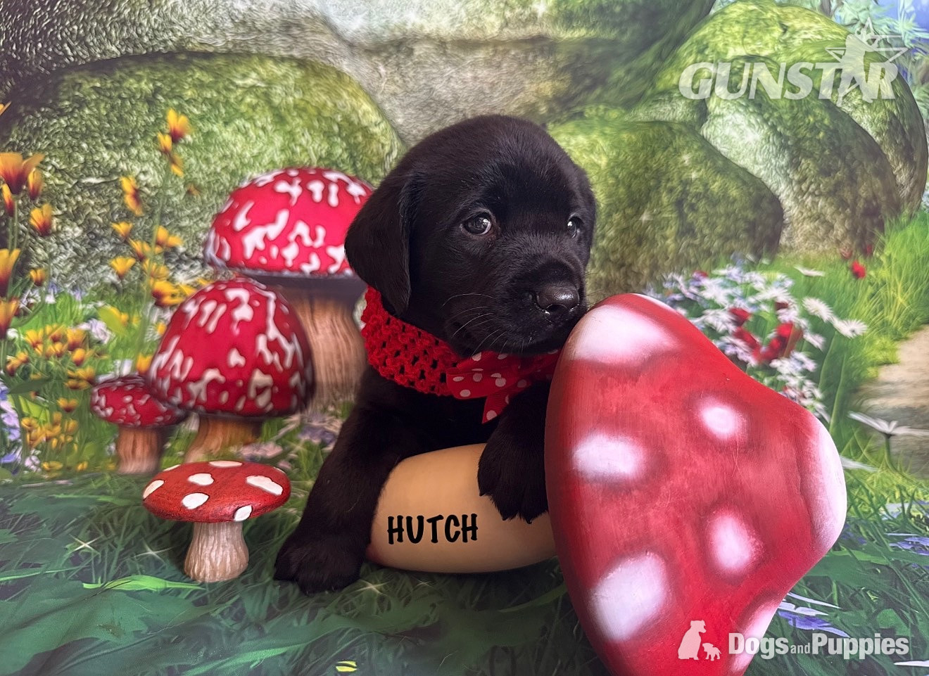  KC puppy Hutch and George with 5 Star County Breeder 