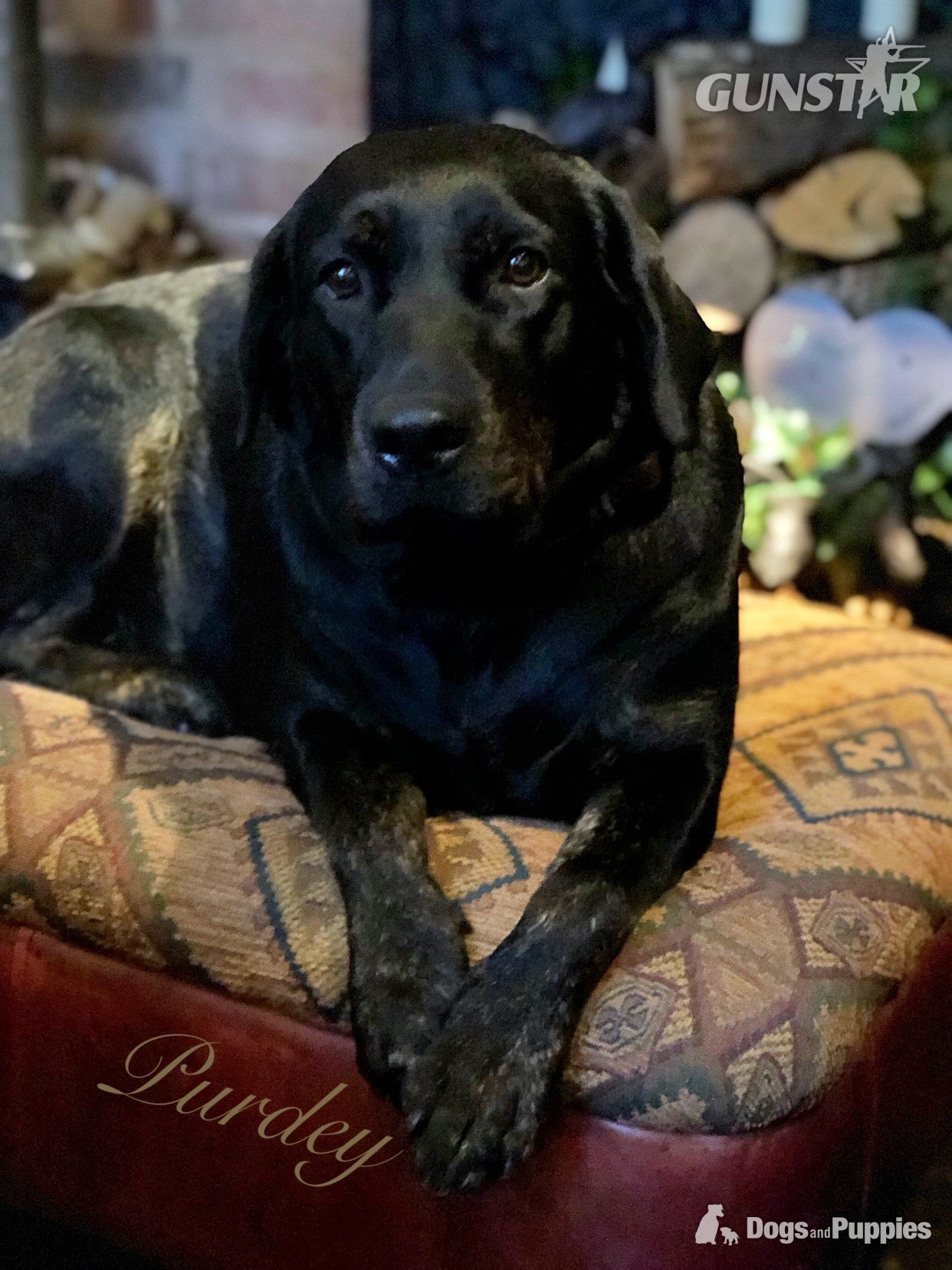 KC puppy Hutch and George with 5 Star County Breeder  - {CATEGORY} in 