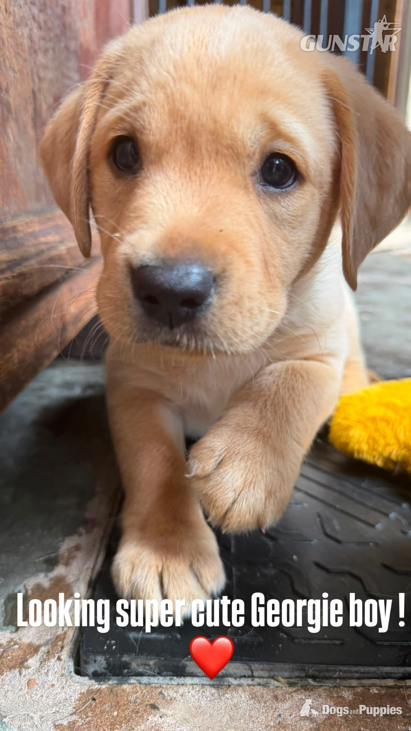 {CATEGORY} - KC puppy Hutch and George with 5 Star County Breeder  in 