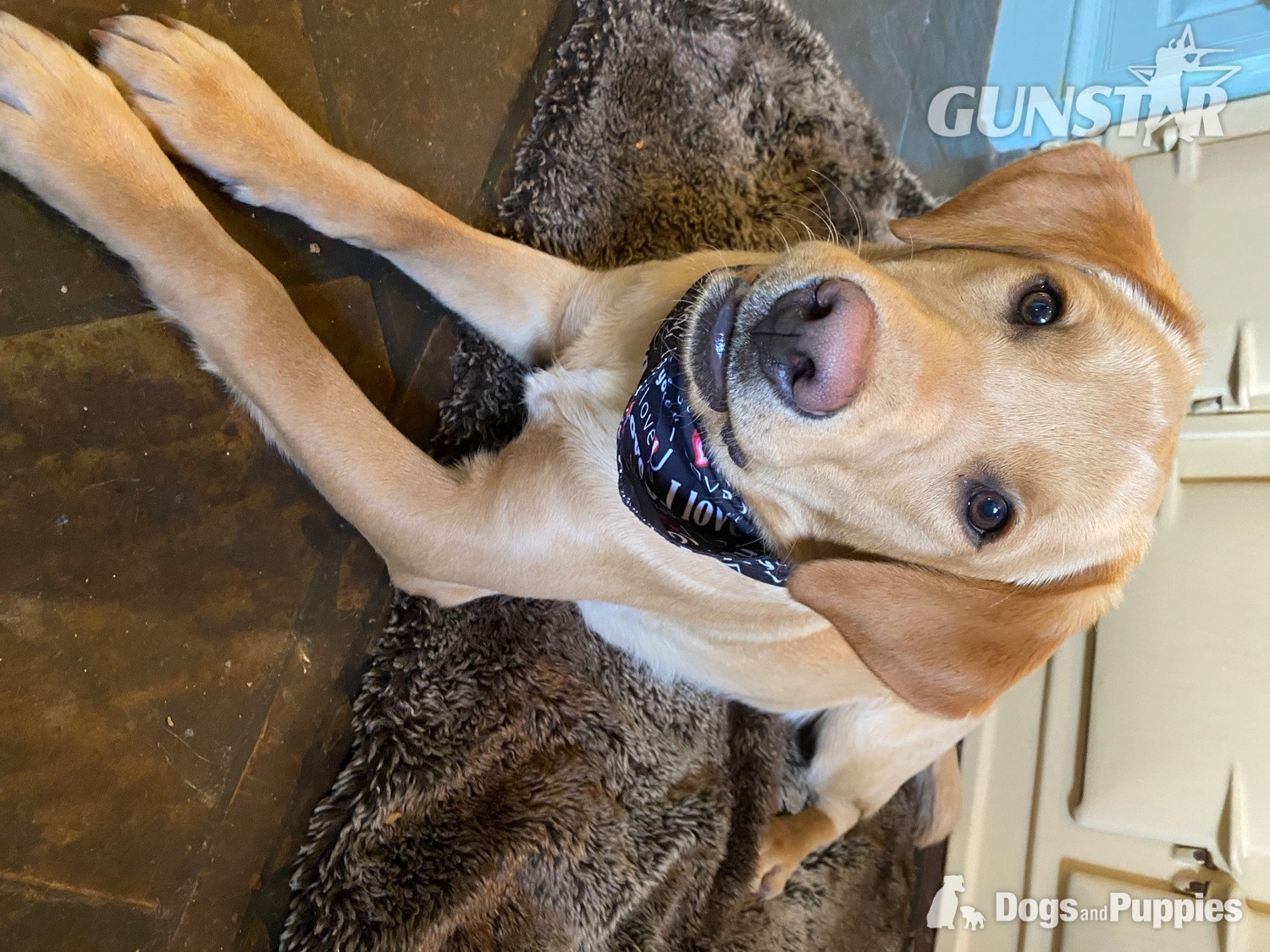 {CATEGORY} - KC puppy Hutch and George with 5 Star County Breeder 