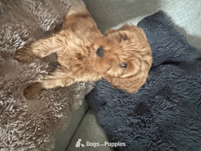 F1b Cavapoos  health tested 