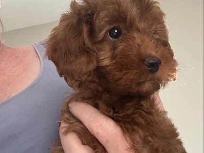 F1b Cavapoos  health tested 