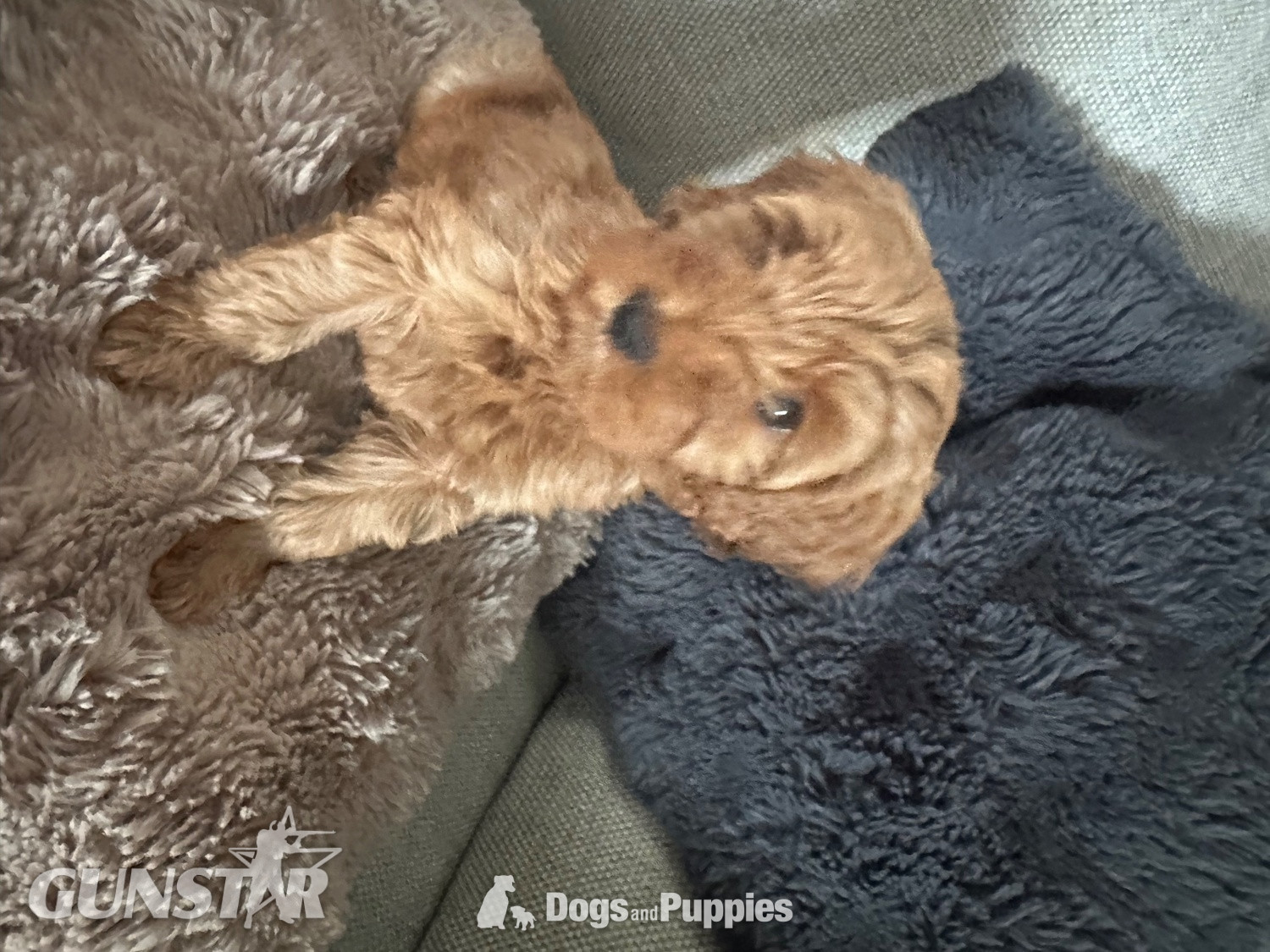 F1b Cavapoos  health tested  in 