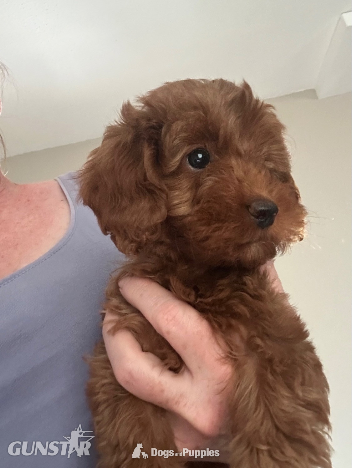F1b Cavapoos  health tested  in 