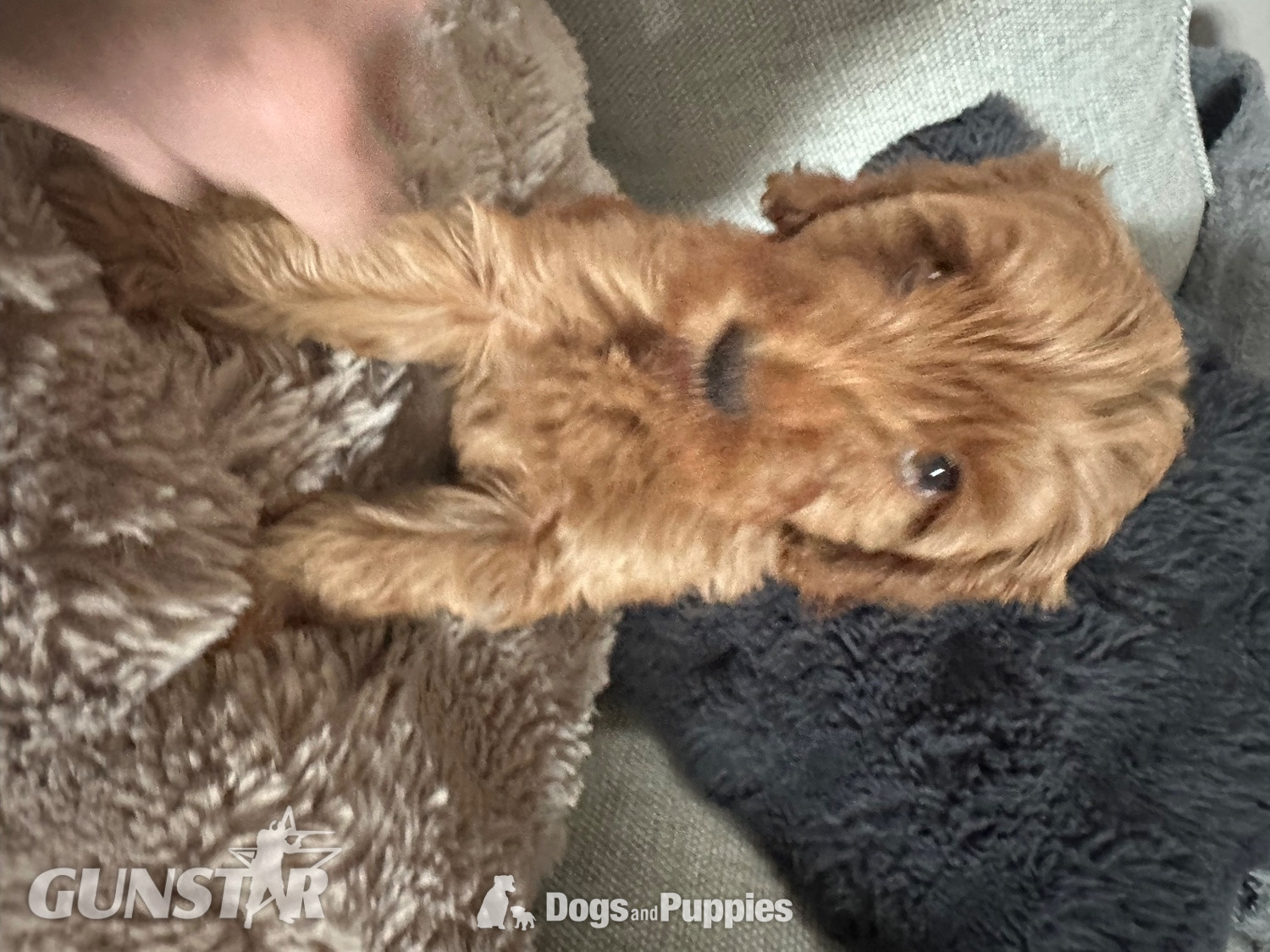 F1b Cavapoos  health tested 