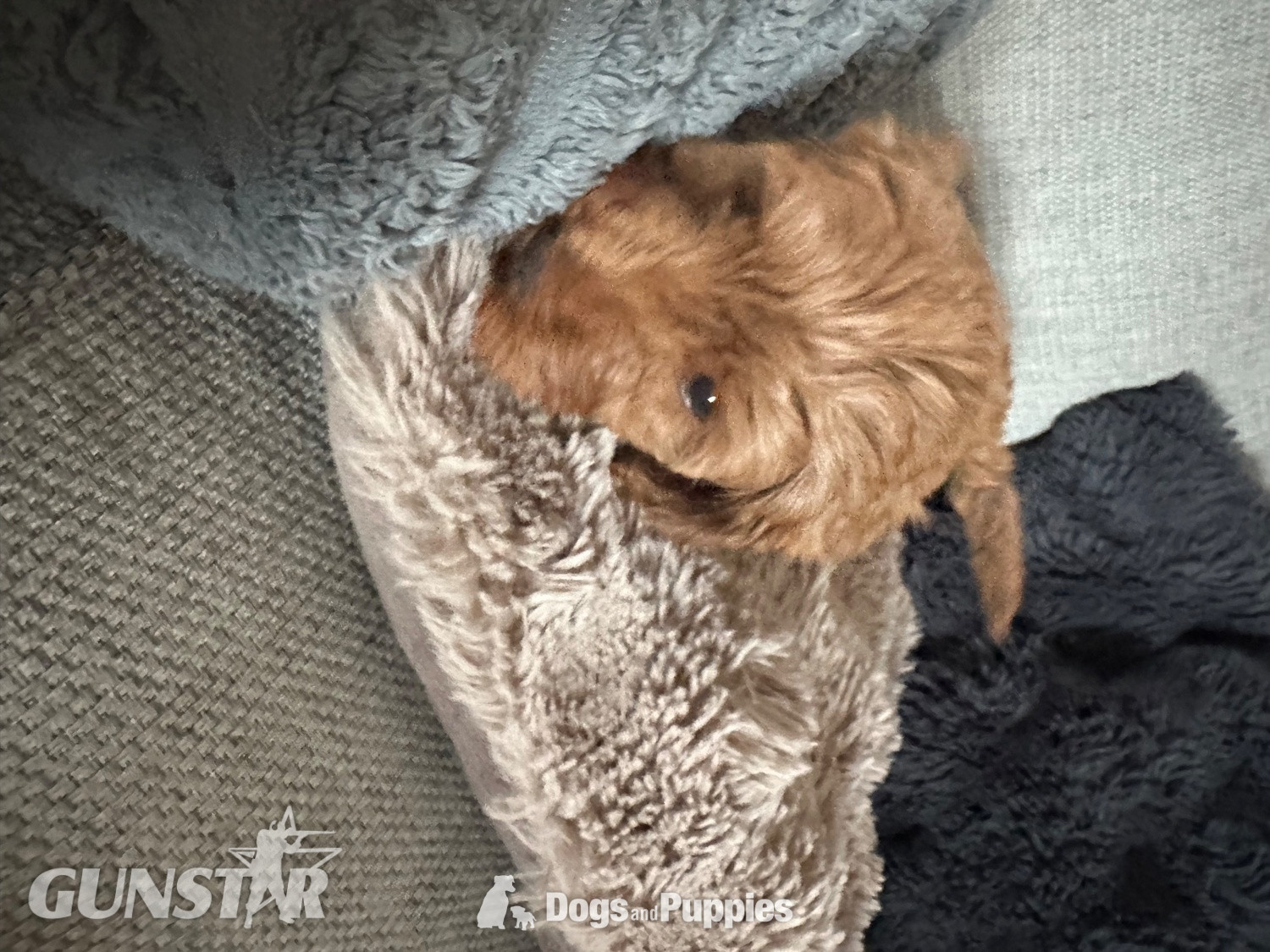  F1b Cavapoos  health tested 