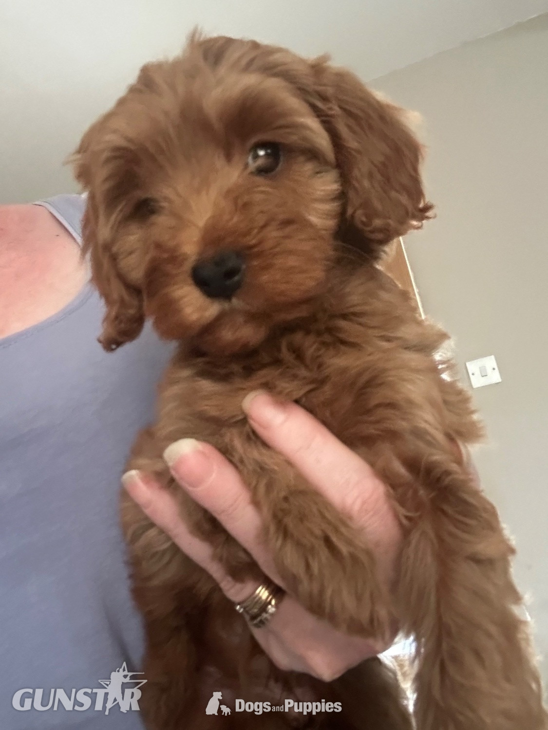  F1b Cavapoos  health tested 
