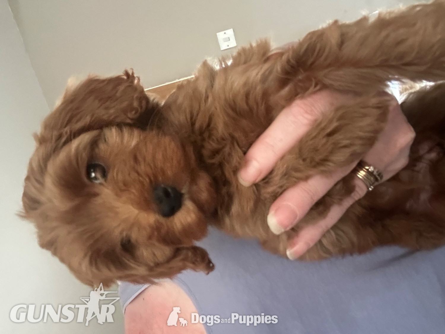 F1b Cavapoos  health tested  - {CATEGORY} in 