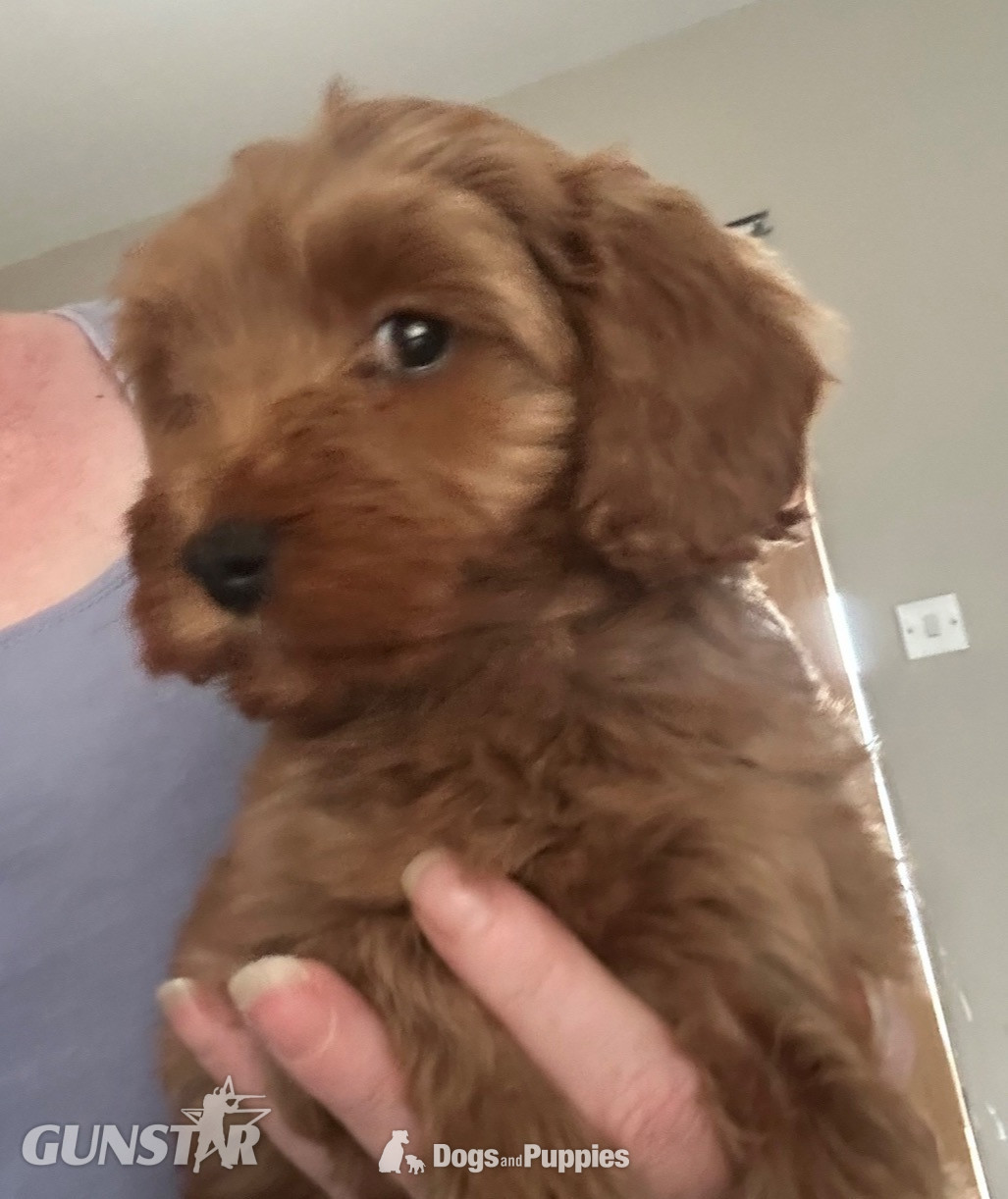F1b Cavapoos  health tested  - {CATEGORY} in 