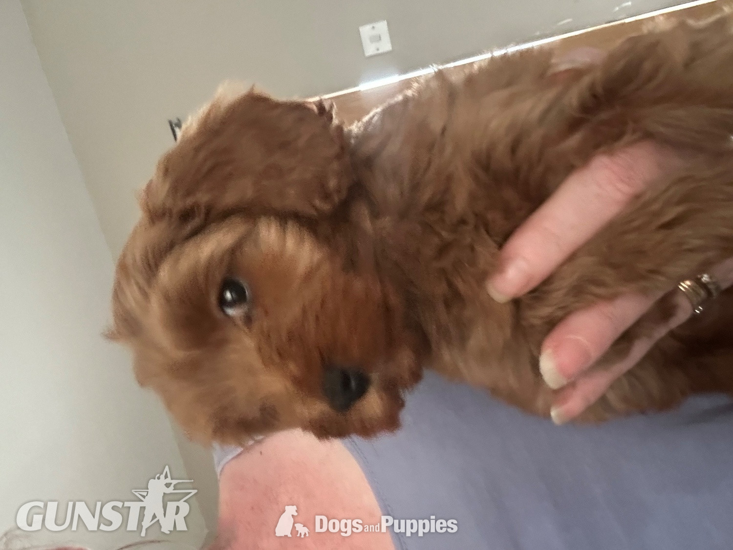 F1b Cavapoos  health tested  - {CATEGORY}