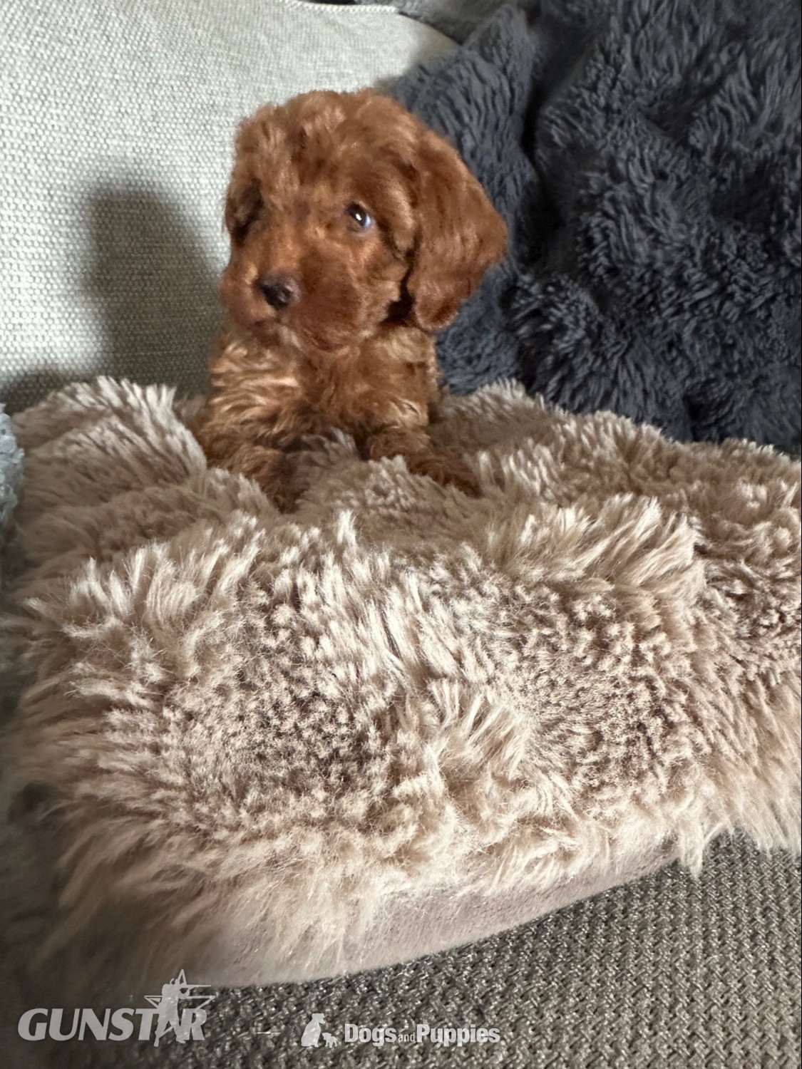 F1b Cavapoos  health tested  - {CATEGORY}