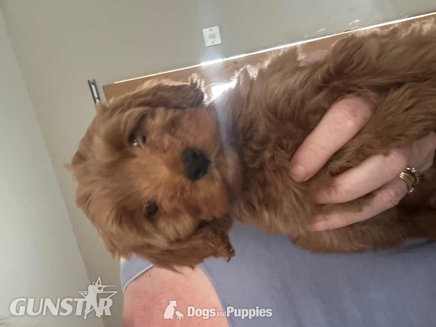 F1b Cavapoos  health tested  
