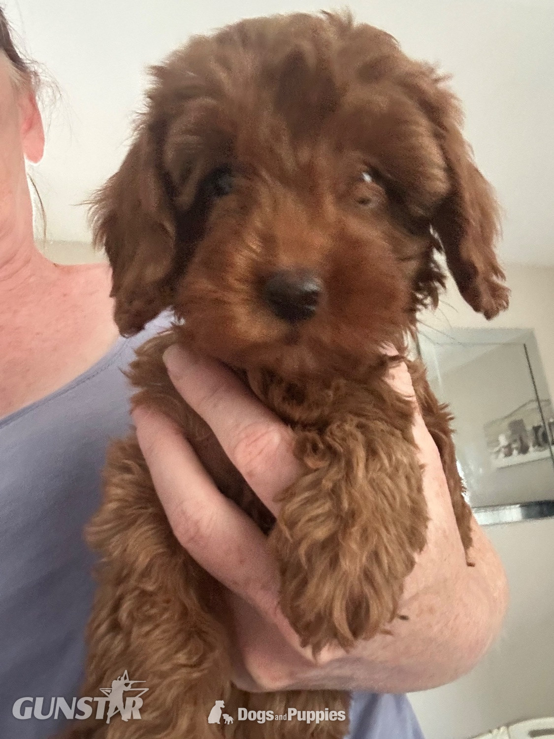 F1b Cavapoos  health tested  
