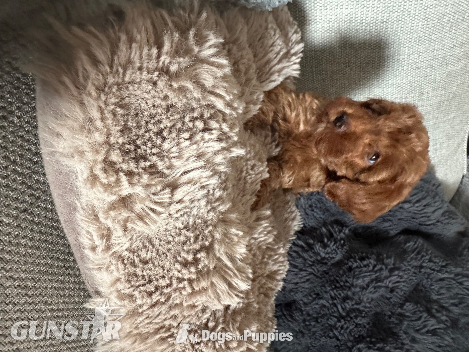 {CATEGORY} - F1b Cavapoos  health tested  in 