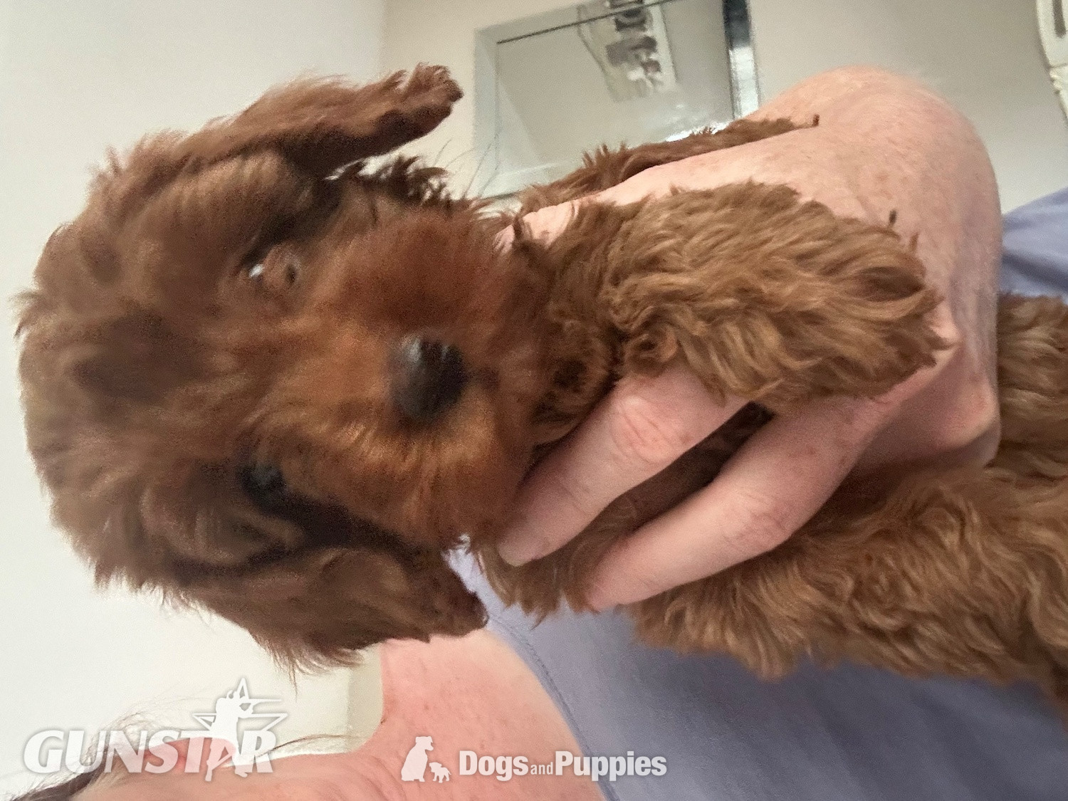 {CATEGORY} - F1b Cavapoos  health tested 