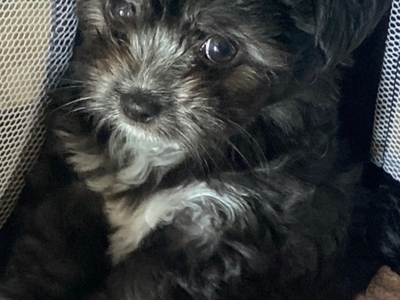 Beautiful Blue and white Maltese x chihuahua.