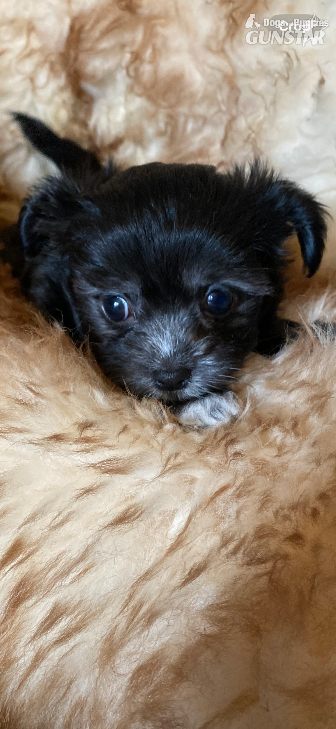 Beautiful Blue and white Maltese x chihuahua.