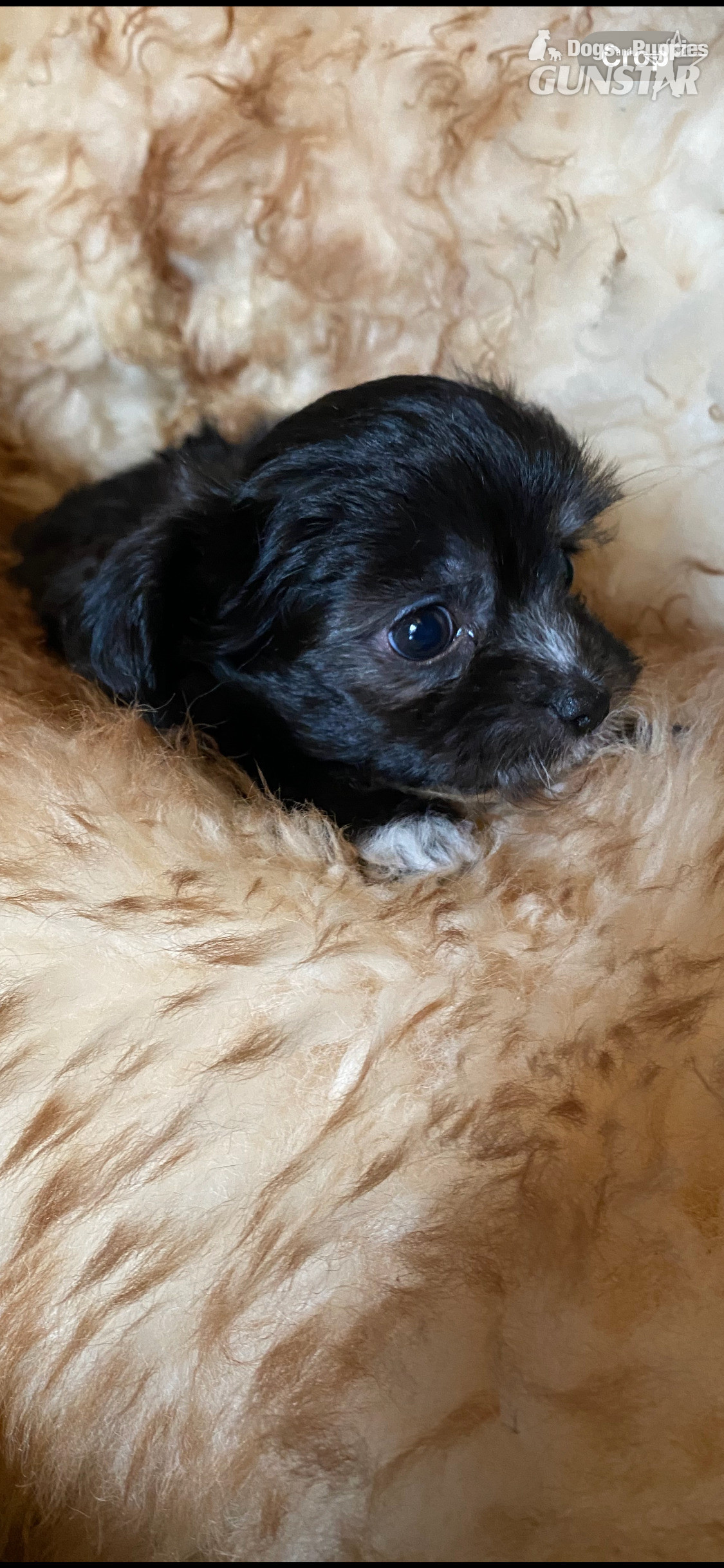 Beautiful Blue and white Maltese x chihuahua. - {CATEGORY} in 