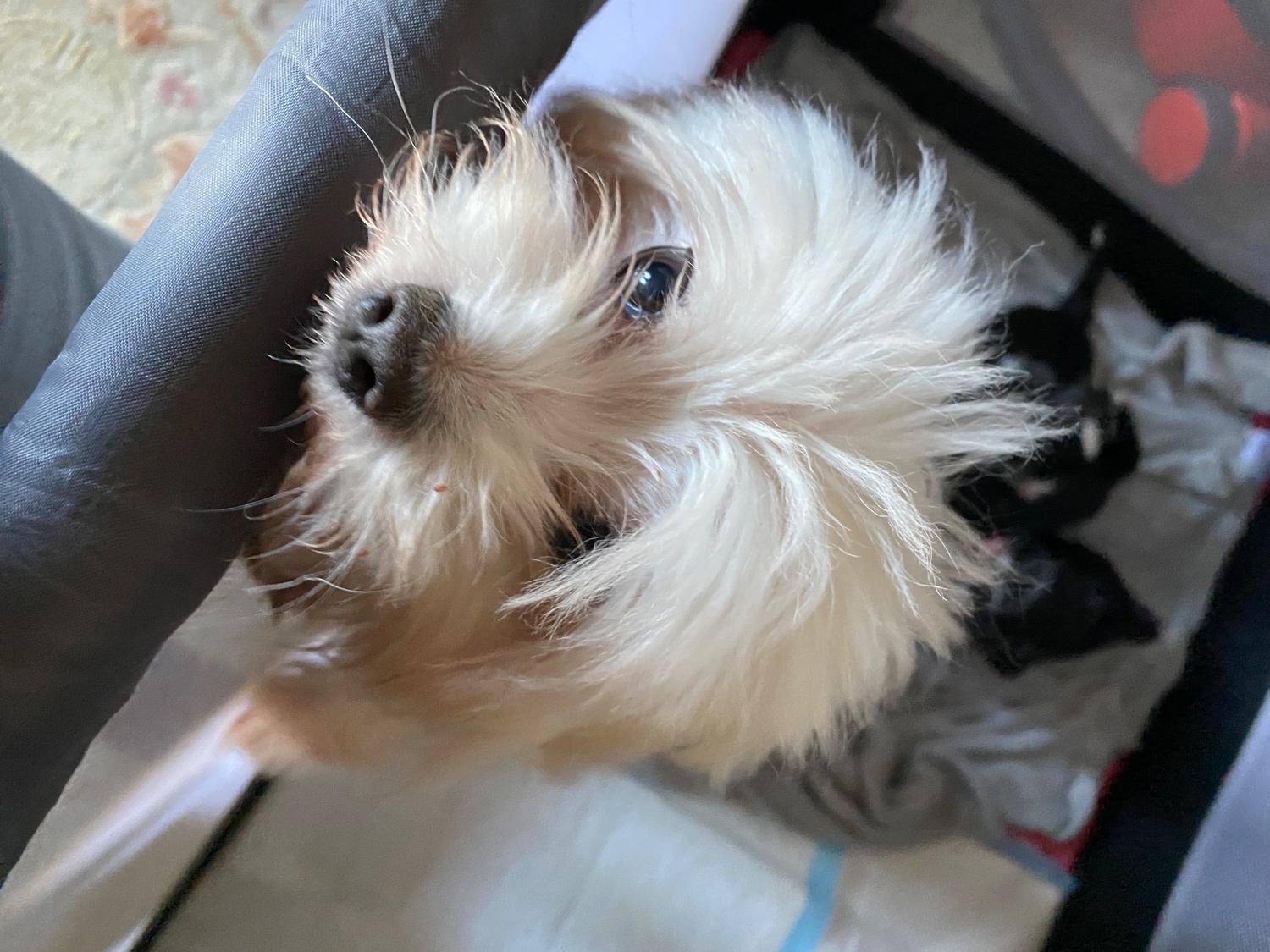 Beautiful Blue and white Maltese x chihuahua. - {CATEGORY}