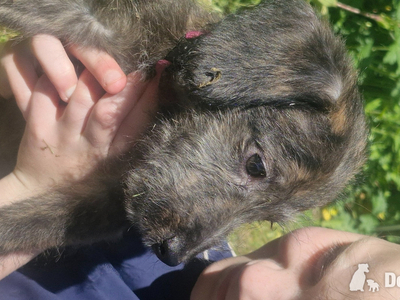 F1 first cross bedlington x whippet