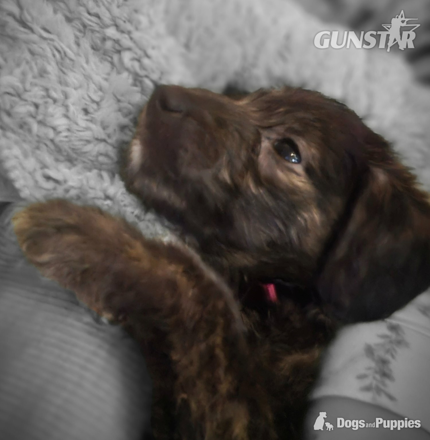 {CATEGORY} - F1 first cross bedlington x whippet in 