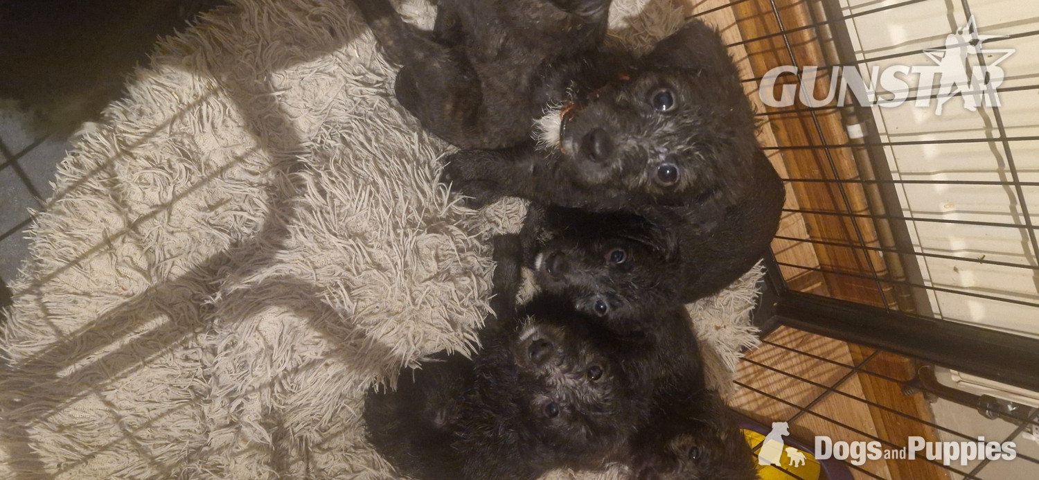 {CATEGORY} - F1 first cross bedlington x whippet