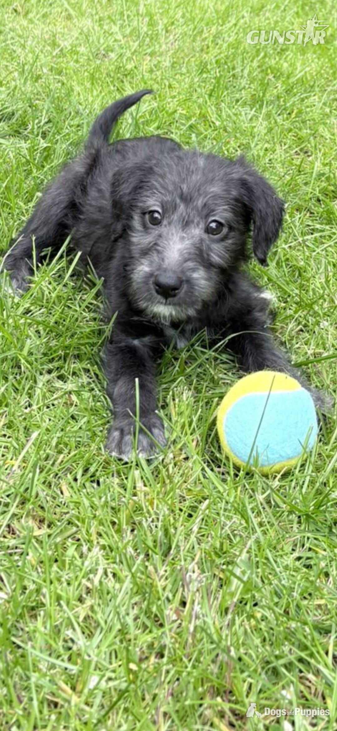  F1 first cross bedlington x whippet