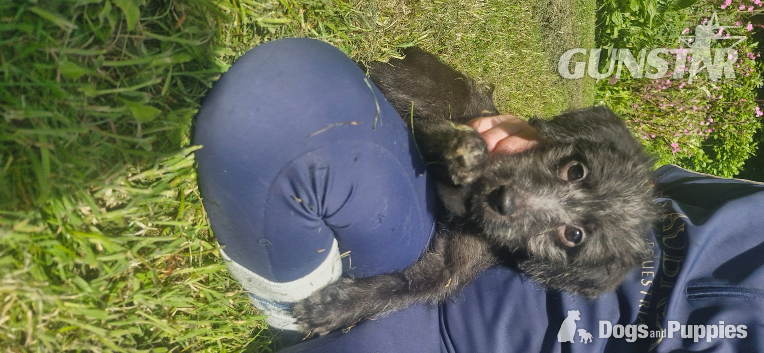 F1 first cross bedlington x whippet