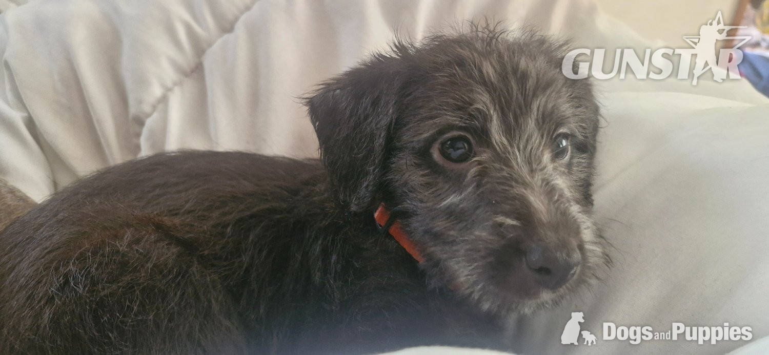 F1 first cross bedlington x whippet - {CATEGORY} in 