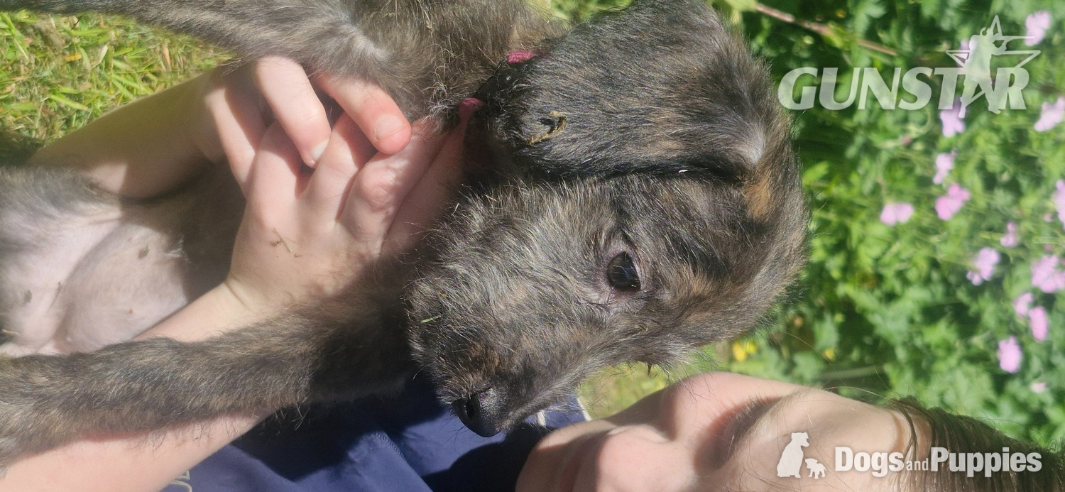 F1 first cross bedlington x whippet in 