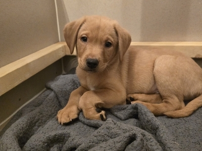 FTCH Puppies