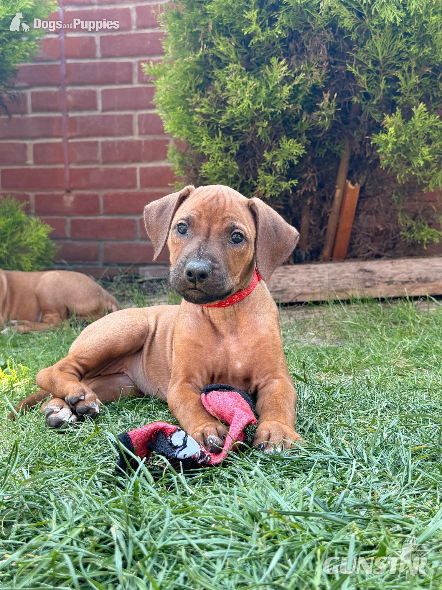 Rhodesian Ridgeback Puppies – Final 2 Available  in 