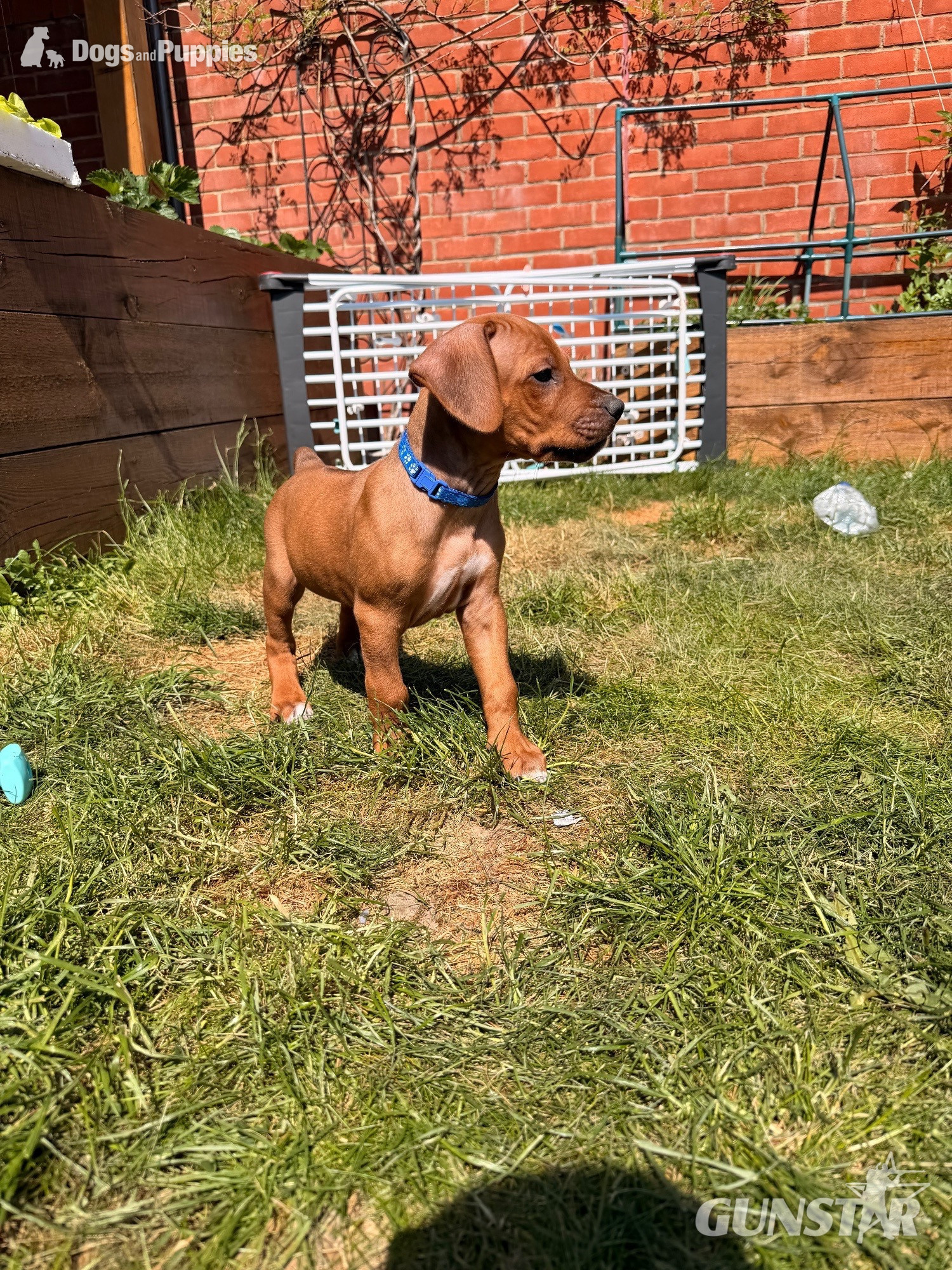 Rhodesian Ridgeback Puppies – Final 2 Available 