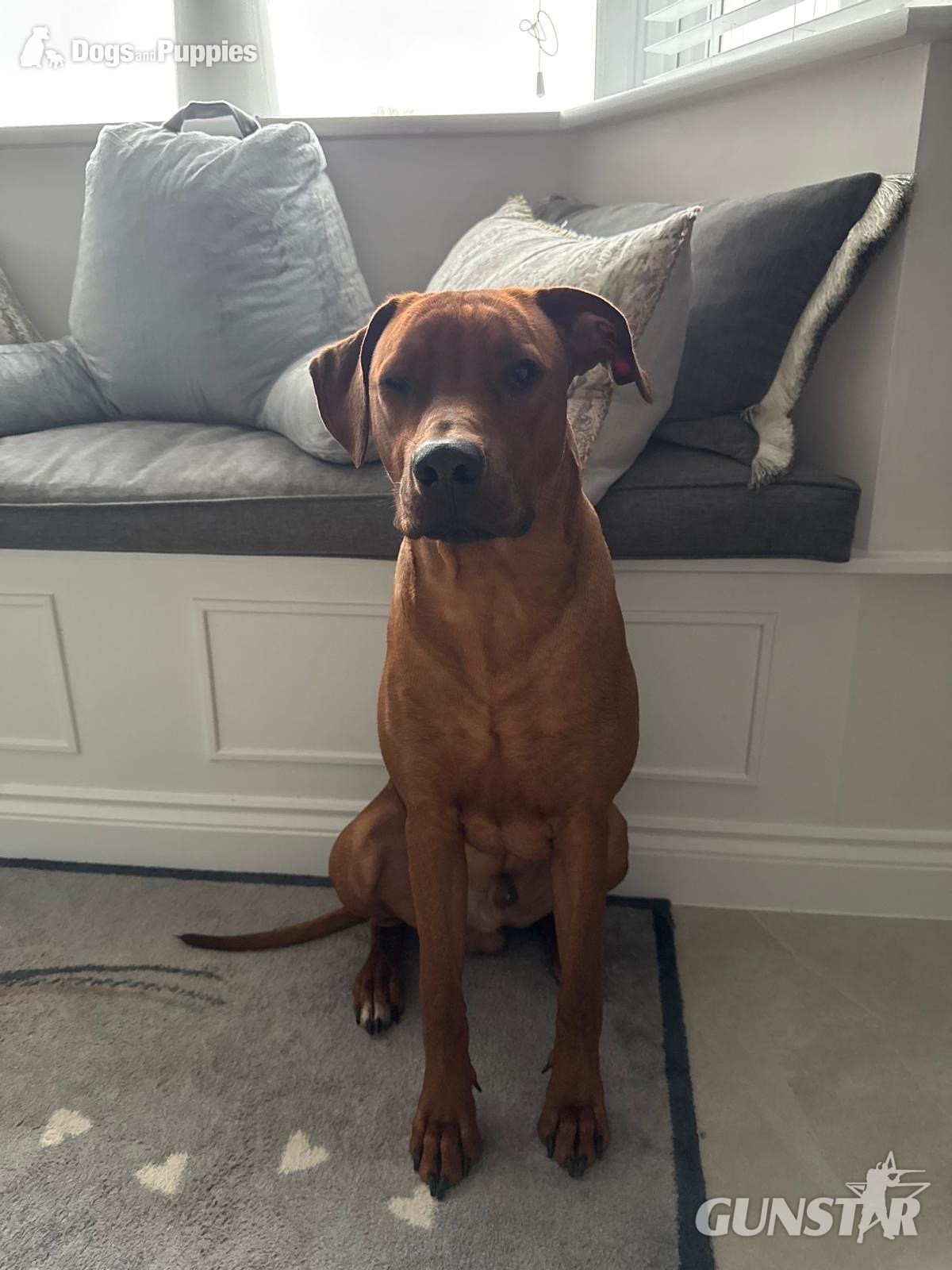 {CATEGORY} - Rhodesian Ridgeback Puppies – Final 2 Available  in 