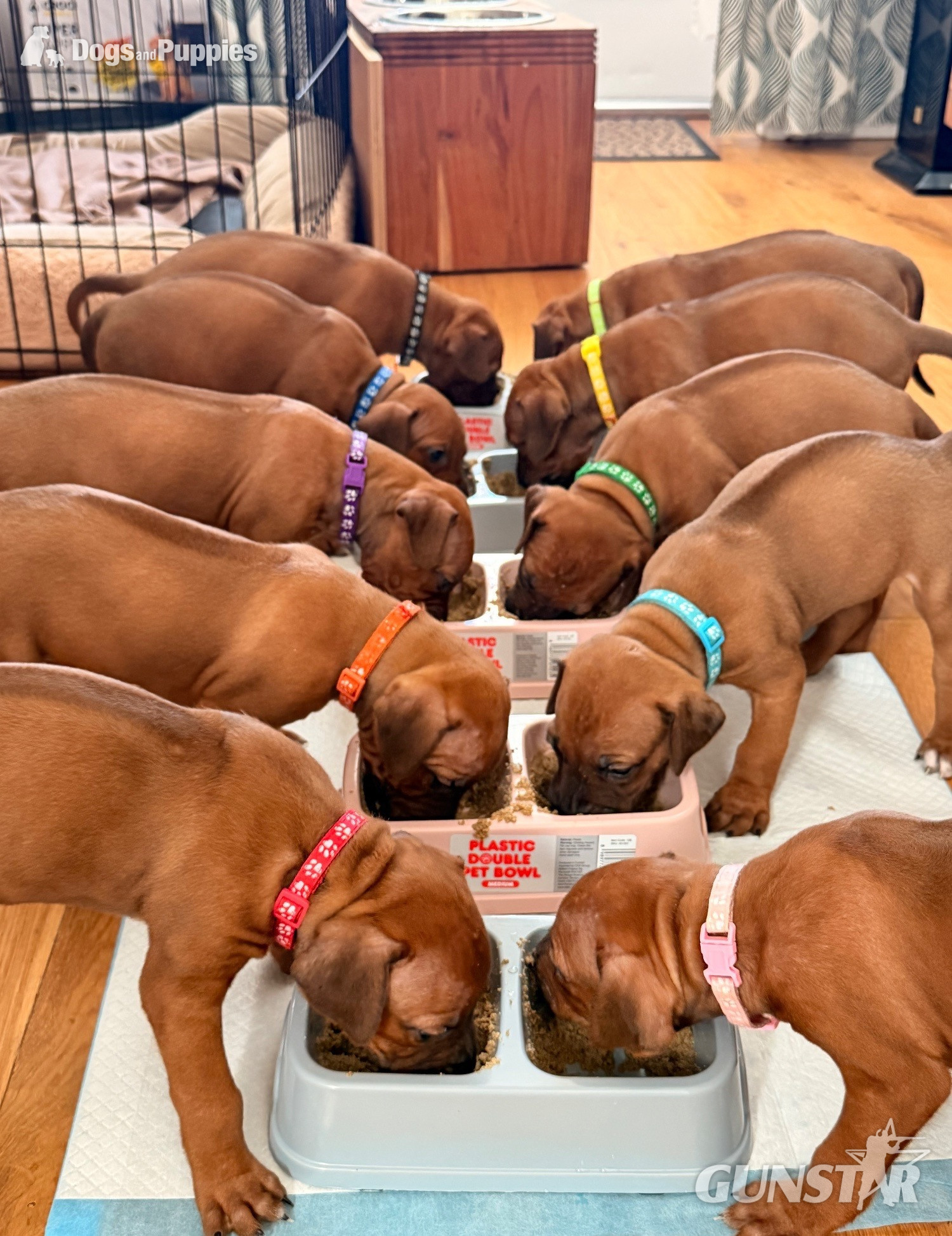 Rhodesian Ridgeback Puppies – Final 2 Available  