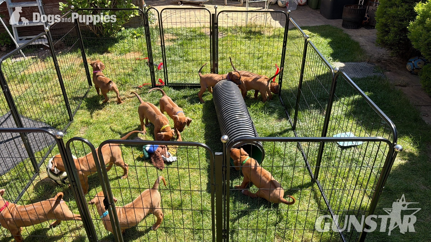 Rhodesian Ridgeback Puppies – Final 2 Available  - {CATEGORY}